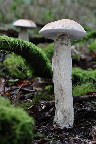 kozák belostný / kozák bílý