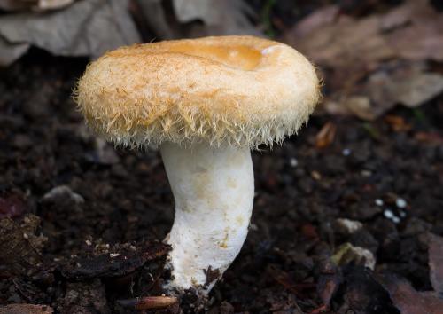 rýdzik Maireov / ryzec Maireův