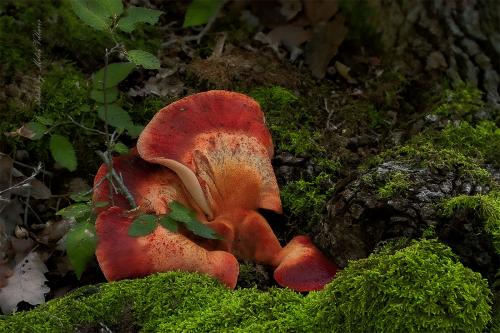 pečeňovec dubový / pstřeň dubový