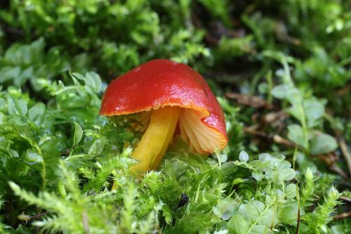 lúčnica (bližšie neurčená)