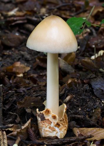 muchotrávka plavohnedá / muchomůrka plavá