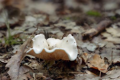 machovka obyčajná / mechovka obecná