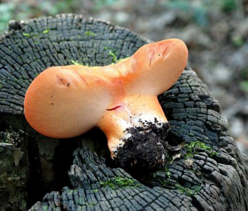 pečeňovec dubový / pstřeň dubový