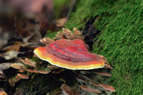 lesklokôrovka obyčajná / lesklokorka lesklá