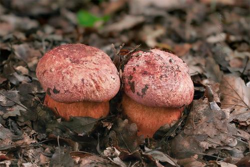 hríb vínovočervený / hřib rudonachový