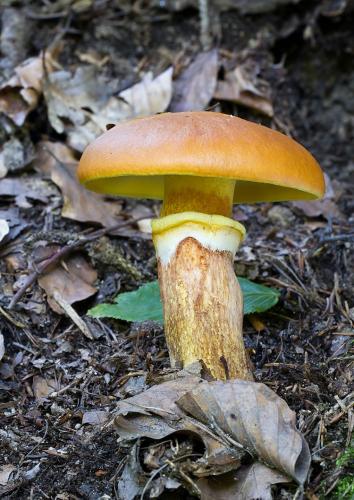 masliak smrekovcový / klouzek sličný