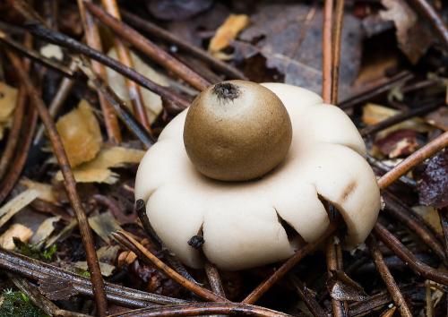 hviezdovka strapkatá / hvězdovka brvitá