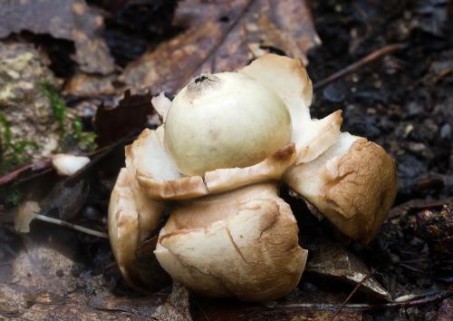 hviezdovka trojitá / hvězdovka trojitá