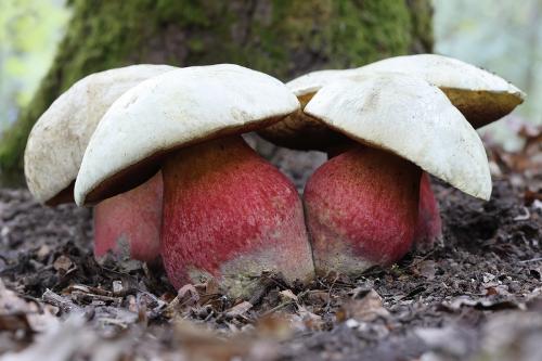 hríb satanský / hřib satan