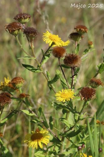 blšník červienkový