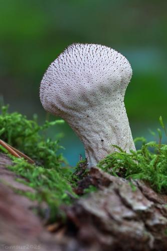 prášnica bradavičnatá / pýchavka obecná