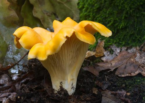 kuriatko jedlé / liška obecná