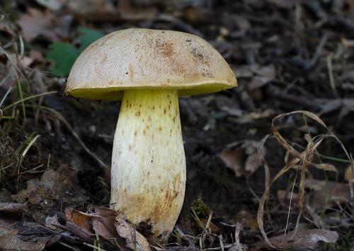 hríb plavý / hřib plavý