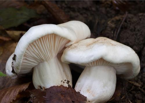 šťavnačka buková / šťavnatka buková