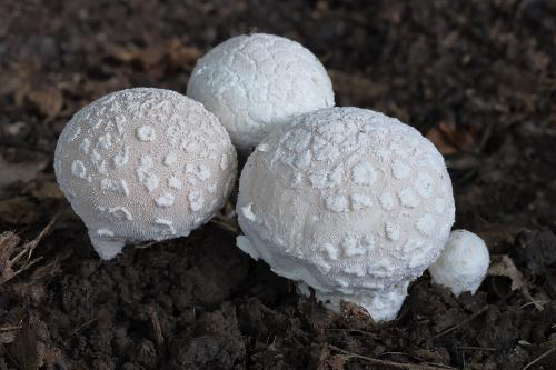 prášnica závojová / pýchavka závojová