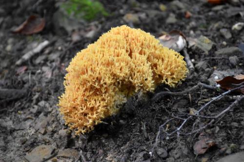 strapačka žltá / kuřátka žlutá