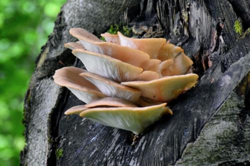 hliva buková / hlíva plicní