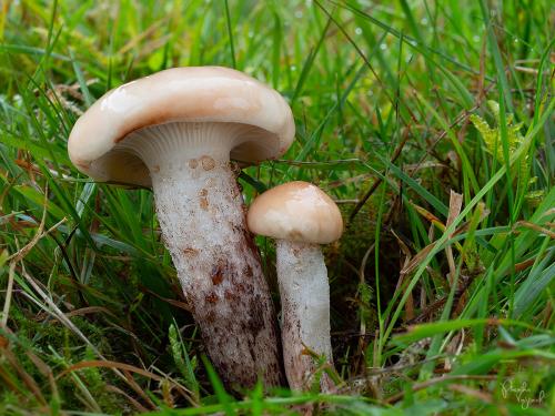 sliziak škvrnitý / slizák skvrnitý