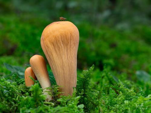 kyjak useknutý / kyj uťatý