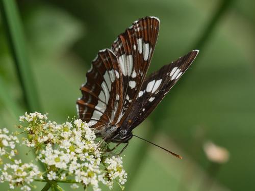 bielopásovec tavoľníkový