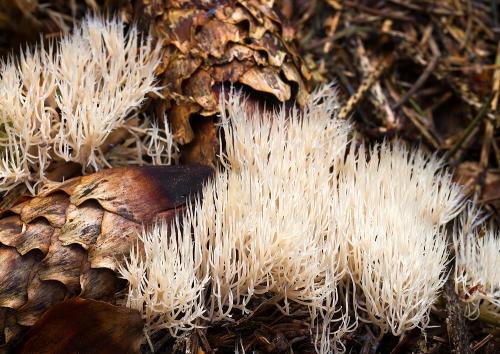 štetinačka bledookrová / štětináček bělavý
