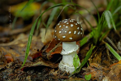 muchotrávka tigrovaná / muchomůrka tygrovaná