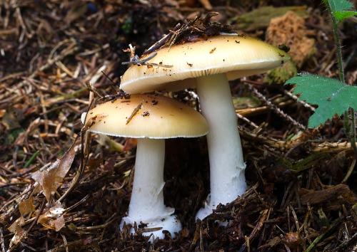 muchotrávka slamovožltá / muchomůrka slámožlutá