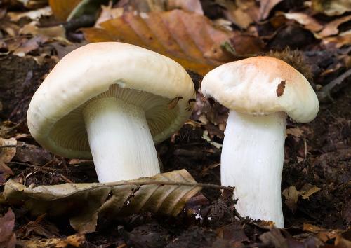 šťavnačka oranžová / šťavnatka oranžová