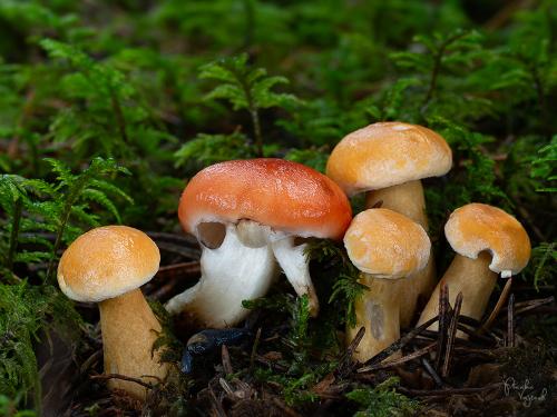 sliziak ružový / slizák růžový