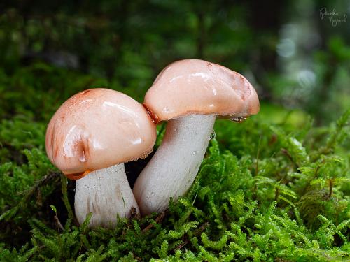 šťavnačka ružová