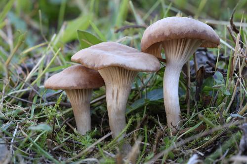 lúčnica Colemannova / voskovka Colemannova