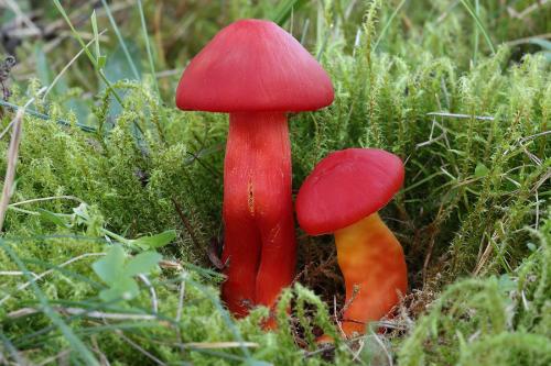 lúčnica nádherná