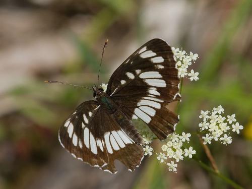 bielopásovec tavoľníkový