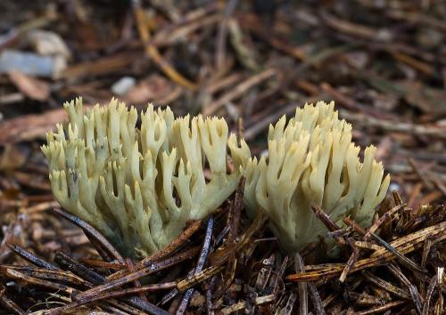 strapačka jedľová / kuřátka zelenající