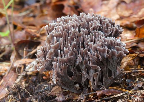 plesňovka smradľavá / plesňák zápašný