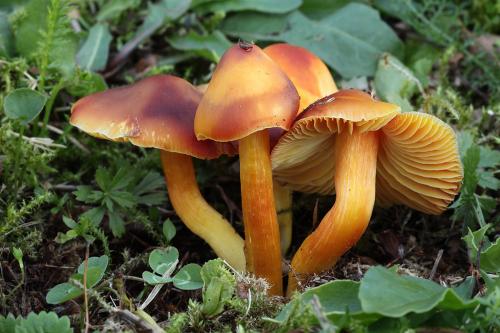 lúčnica granátovočervená / voskovka granátová