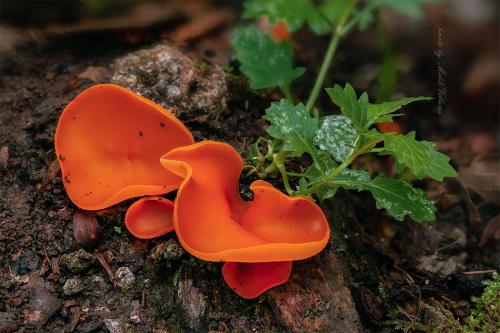 tanierovka oranžová / mísenka oranžová