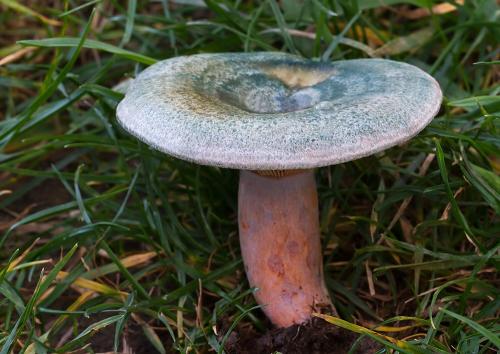 rýdzik oranžovokrvavý / ryzec polokrvomléčný