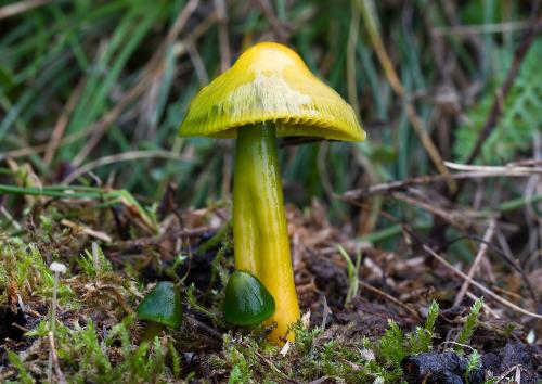 lúčnica žltozelená / voskovka papouščí