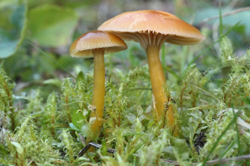 lúčnica sliznatá / voskovka veselá