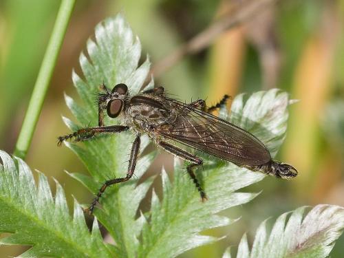 Didysmachus picipes