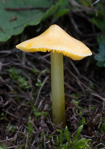 lúčnica hrotitá / voskovka stálá