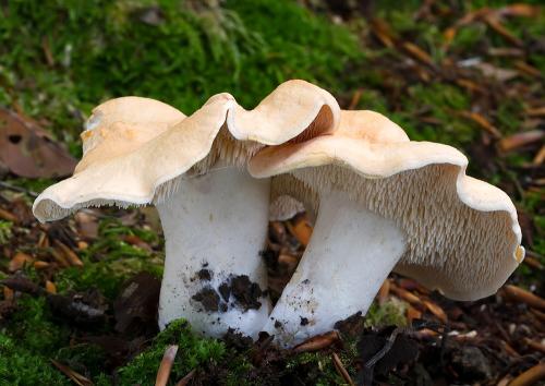 jelenka poprehýbaná / lošák zprohýbaný