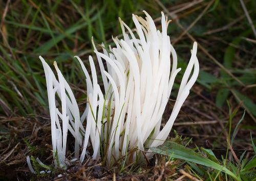 kyjačik lámavý / kyjanka křehká