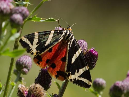 spriadač kostihojový