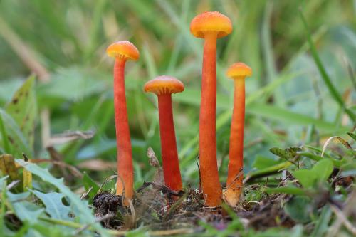 lúčnica kuriatkovitá / voskovka lišková