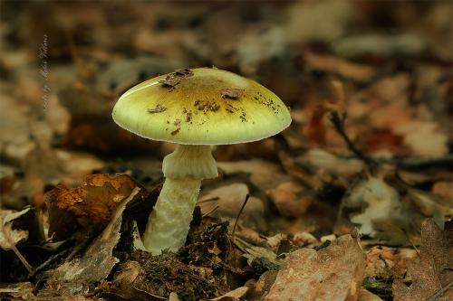 muchotrávka zelená / muchomůrka zelená