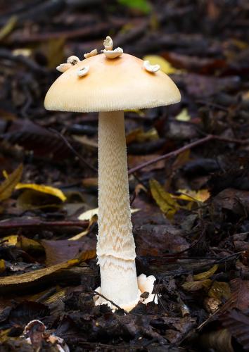 muchotrávka sivopošvatá / muchomůrka blanitá