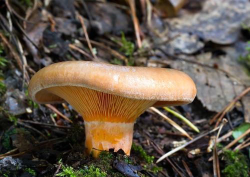 rýdzik smrekový / ryzec smrkový