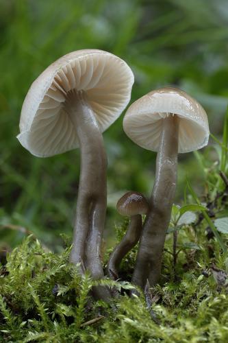 lúčnica klzká / voskovka kluzká